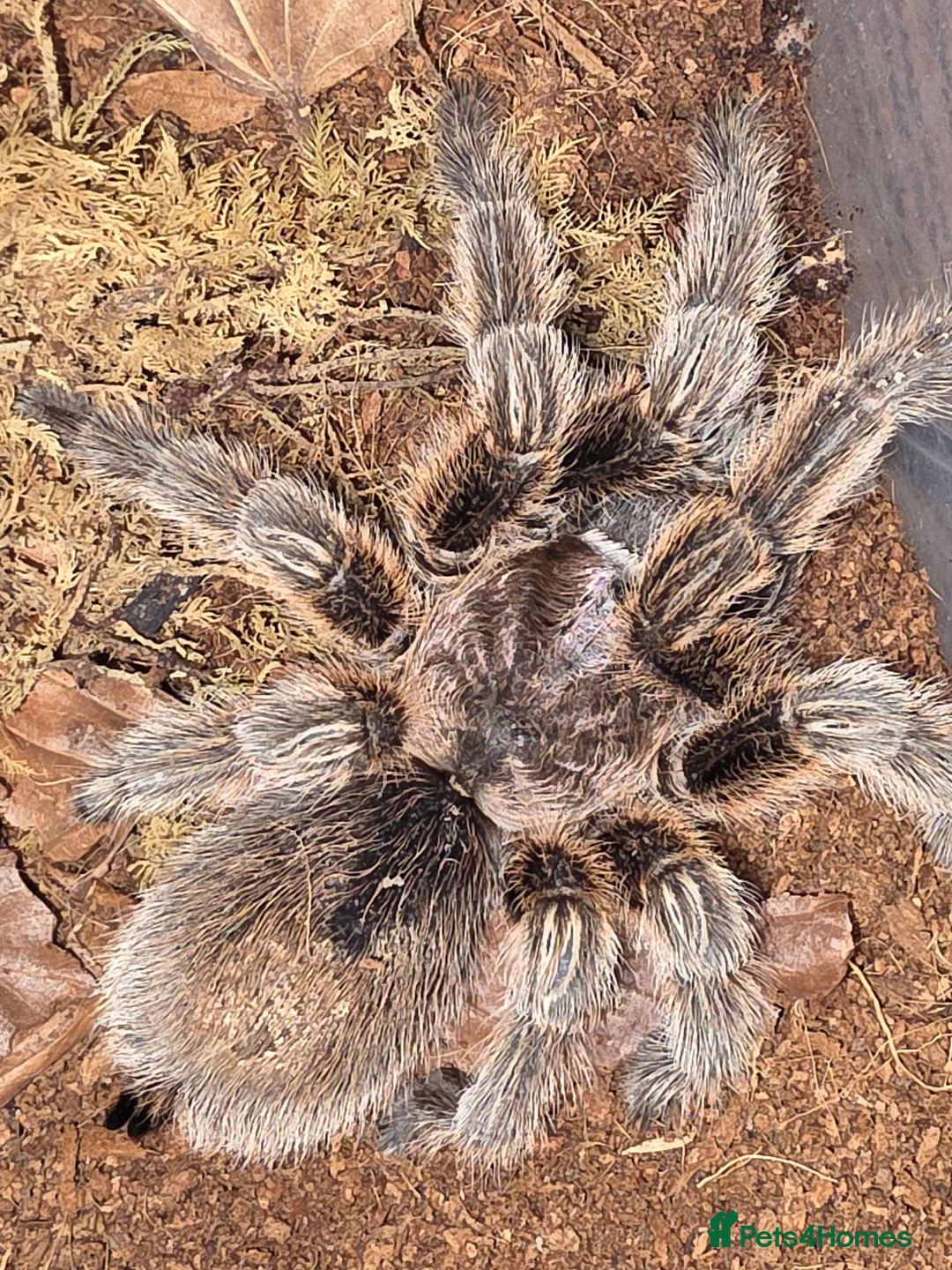Tarantulas invertebrates for sale: Adult Female G rosea - Advert 2