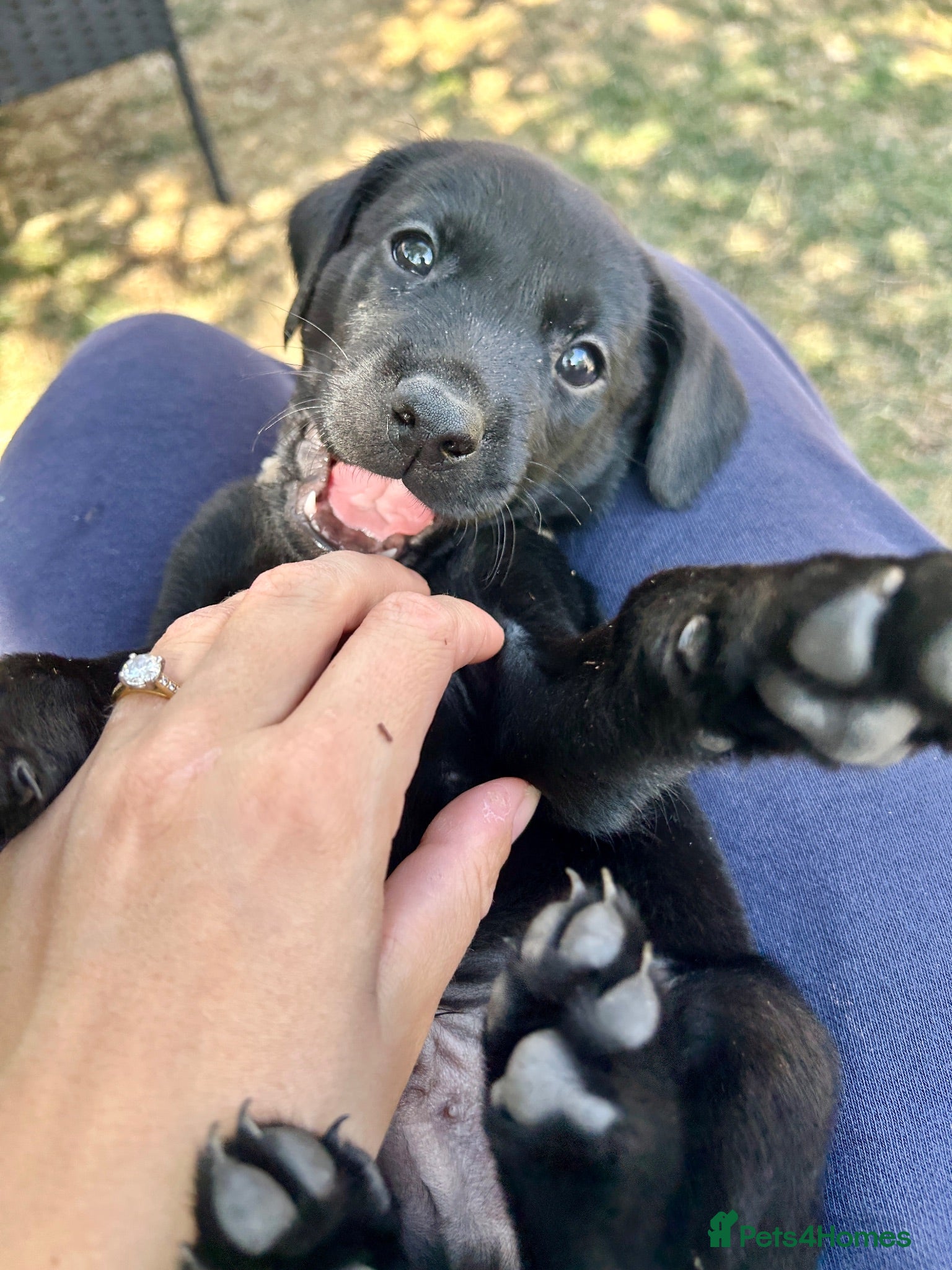 Labrador Retriever dogs KC registered Labradors - Advert 6