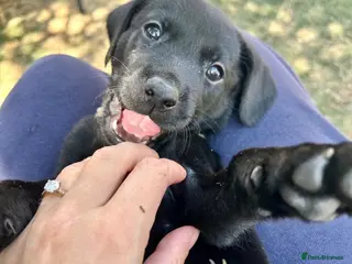 Labrador Retriever dogs KC registered Labradors - Advert 6