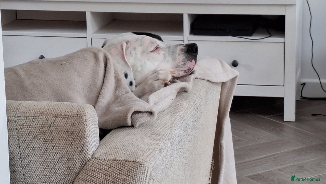 American Bulldog dogs for sale: Sweet boy - Image 4