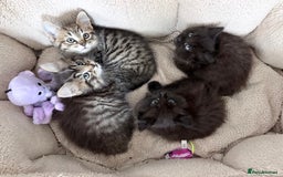 Mixed Breed cats for sale: Beautiful litter of kittens  - Image 1