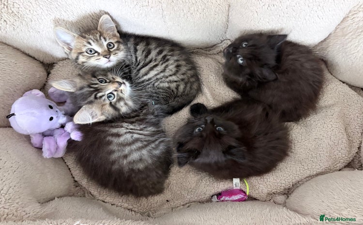 Mixed Breed cats - Advert 1