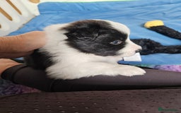 Border Collie dogs for sale: B. C. Puppies black and white kc reg - Advert 23