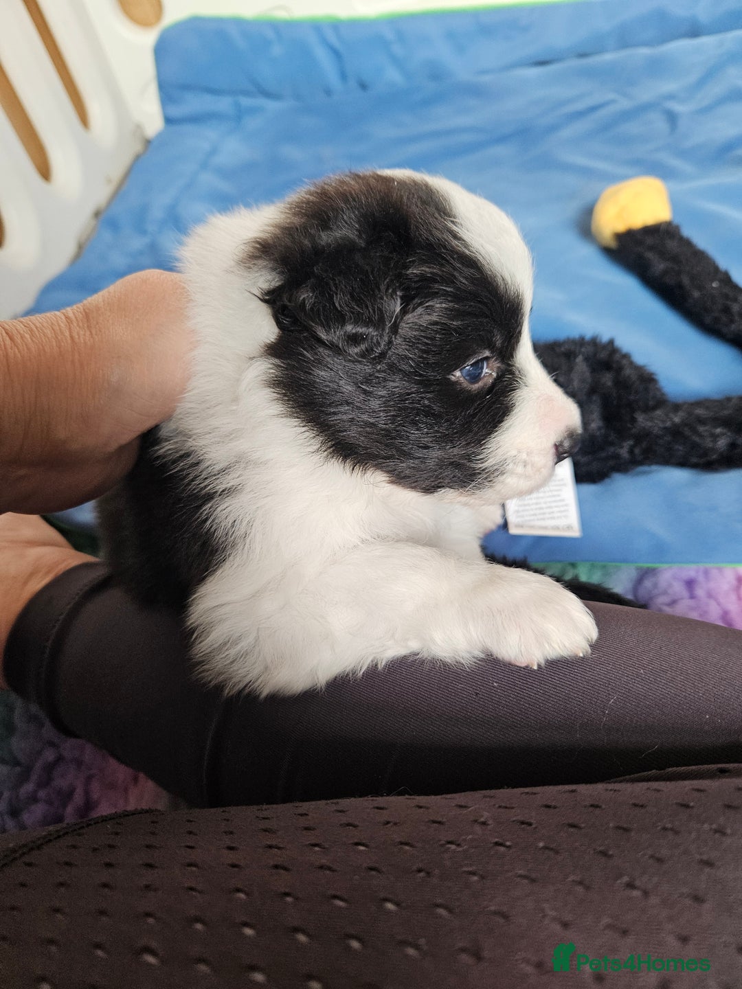 Border Collie dogs for sale: B. C. Puppies black and white kc reg - Advert 23