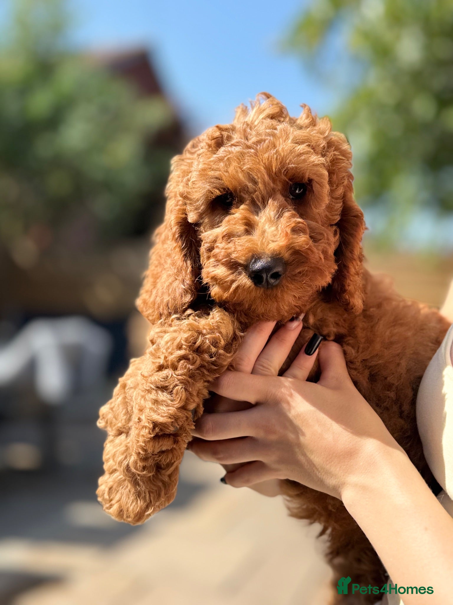 Cavapoo dogs Ready to leave, DNA HEALTH TESTED PARENTS. - Advert 6