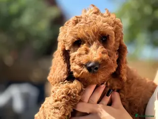 Cavapoo dogs Ready to leave, DNA HEALTH TESTED PARENTS. - Advert 6