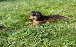 Cockapoo dogs for sale: Stunning F1 cockerpoo puppies - Image 20