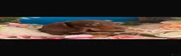 Dachshund dogs for sale: Dachshund Puppies in Chatteris - Advert 9