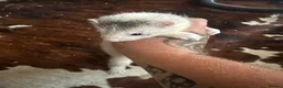 Ferret rodents for sale: Baby ferrets for sale in Bristol - Advert 5