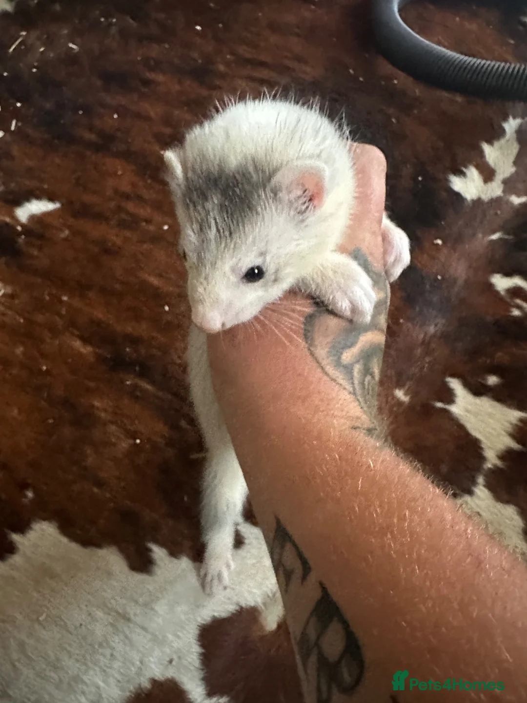 Ferret rodents for sale: Baby ferrets for sale in Bristol - Advert 5