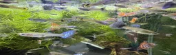 Live Bearers fish for sale: Guppy’s  - Advert 2