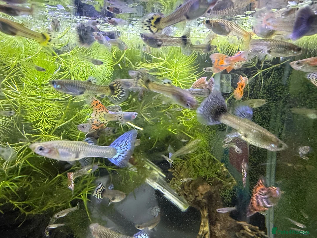 Live Bearers fish for sale: Guppy’s  - Advert 2