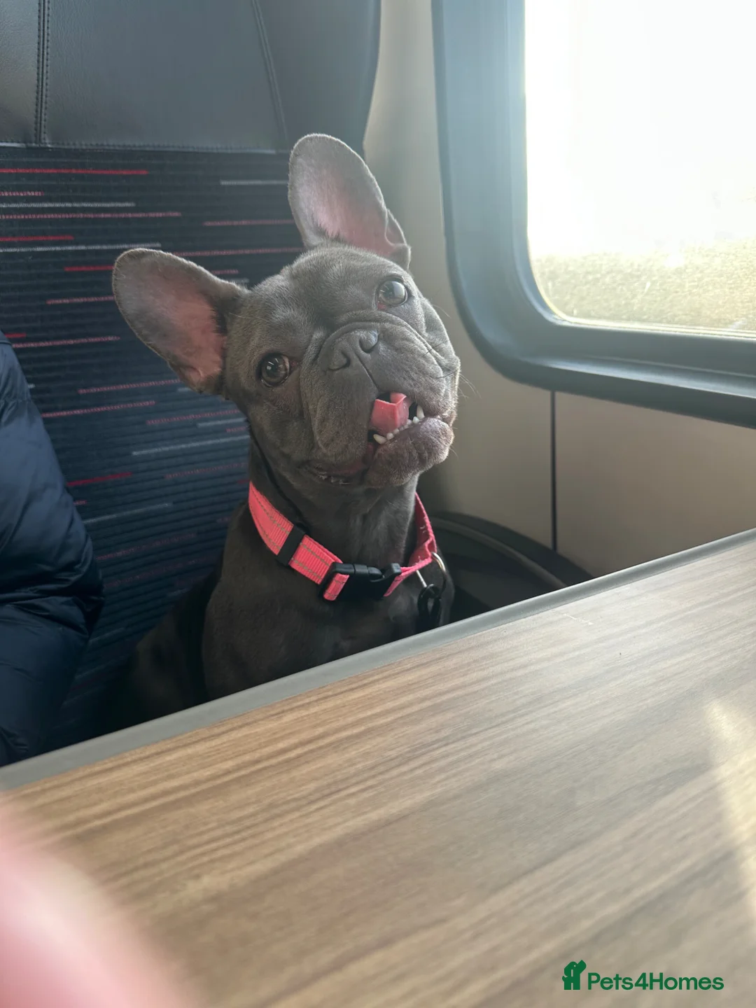 French Bulldog dogs for sale: FAWN&BLUE MERLE PUPPIES TOP QUALITY🐾 - Advert 2