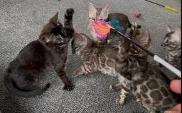Bengal cats for sale: Well socialised bengal kittens - ready 21/12/25 - Advert 14