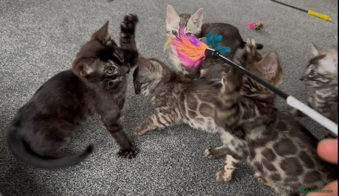 Bengal cats for sale: Well socialised bengal kittens - ready 21/12/25 - Advert 14