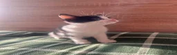 Mixed Breed cats for sale: Cleo and Athena  in Smethwick - Advert 7