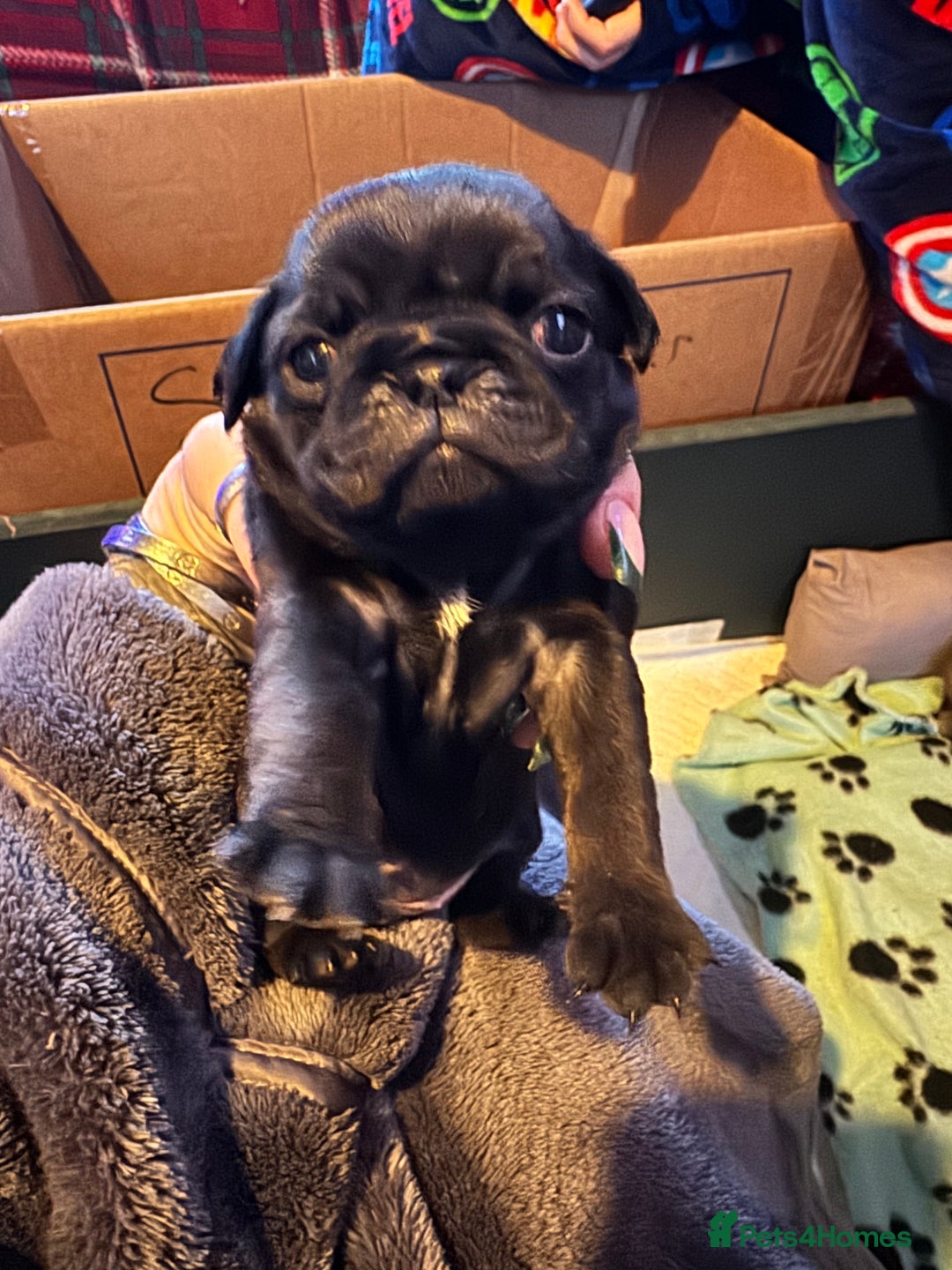 Pug dogs for sale: Kc pug puppies  - Advert 2