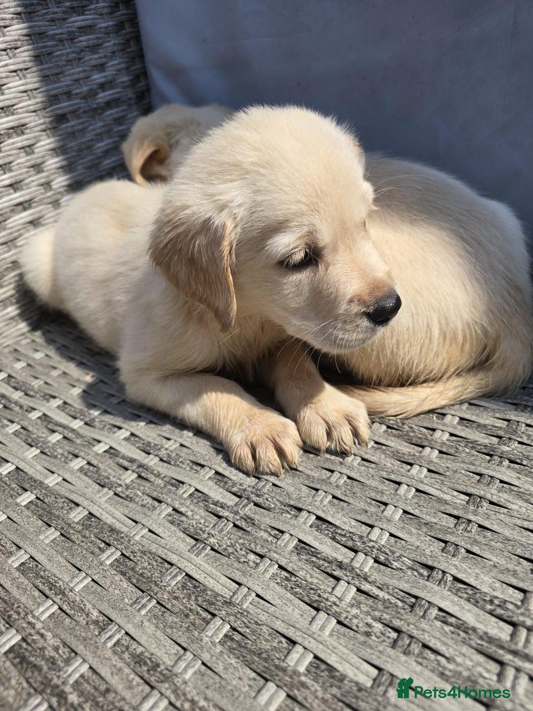 Goldador dogs for sale: Goldador puppy's  - Advert 12