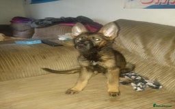 Belgian Shepherd Dog dogs for sale: 2 Beautiful Female Belgian Shepherds - Image 2