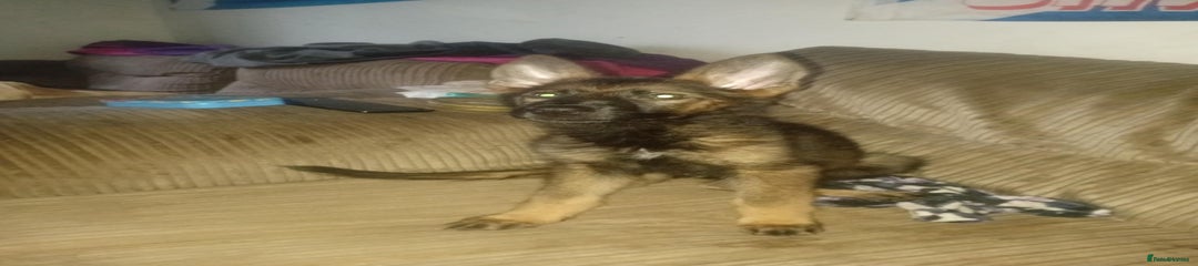 Belgian Shepherd Dog Puppy 2