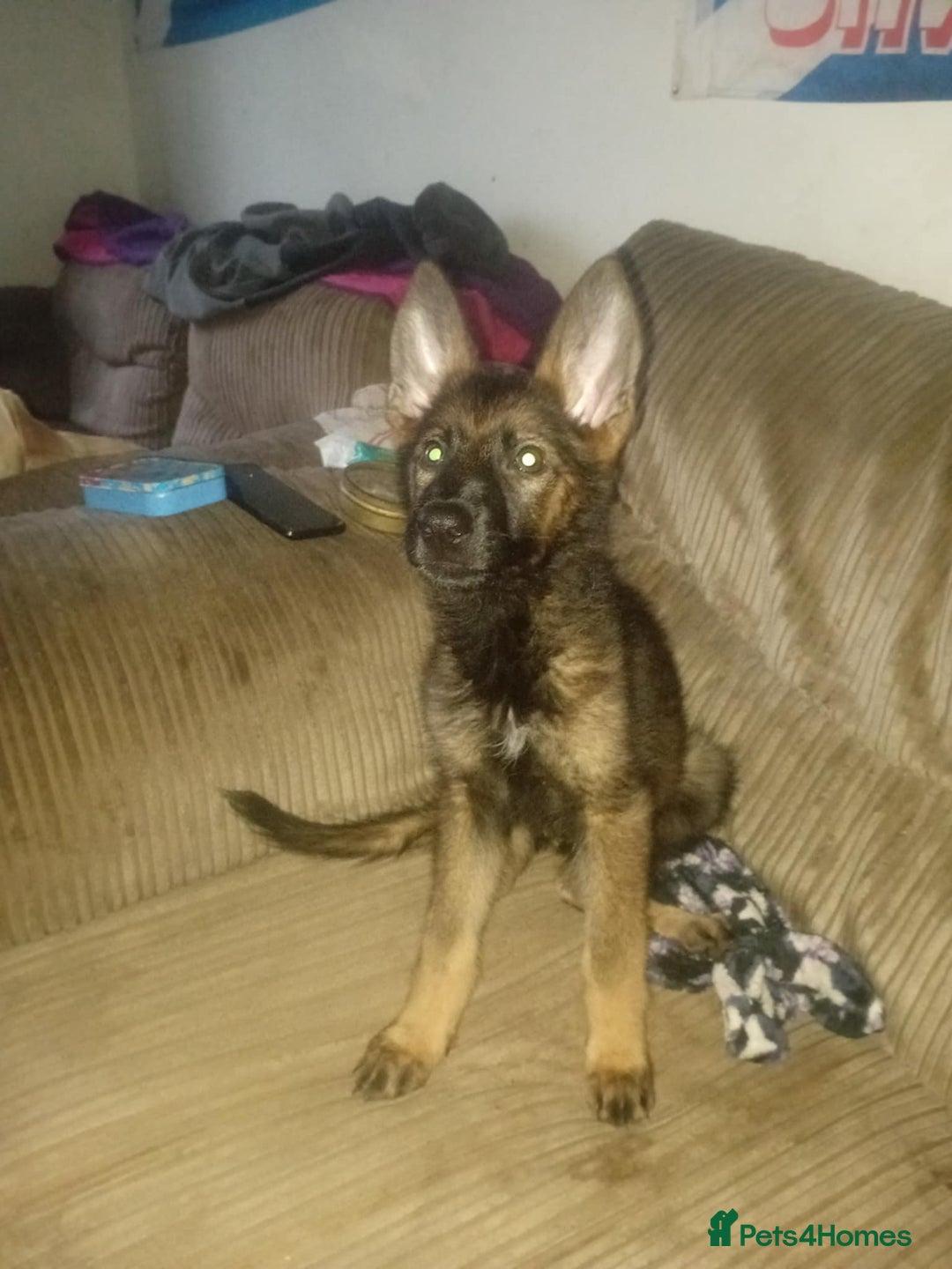 Belgian Shepherd Dog dogs for sale: 2 Beautiful Female Belgian Shepherds - Image 2
