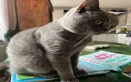 British Shorthair cats for stud: British shorthair blue cat for stud - Image 9
