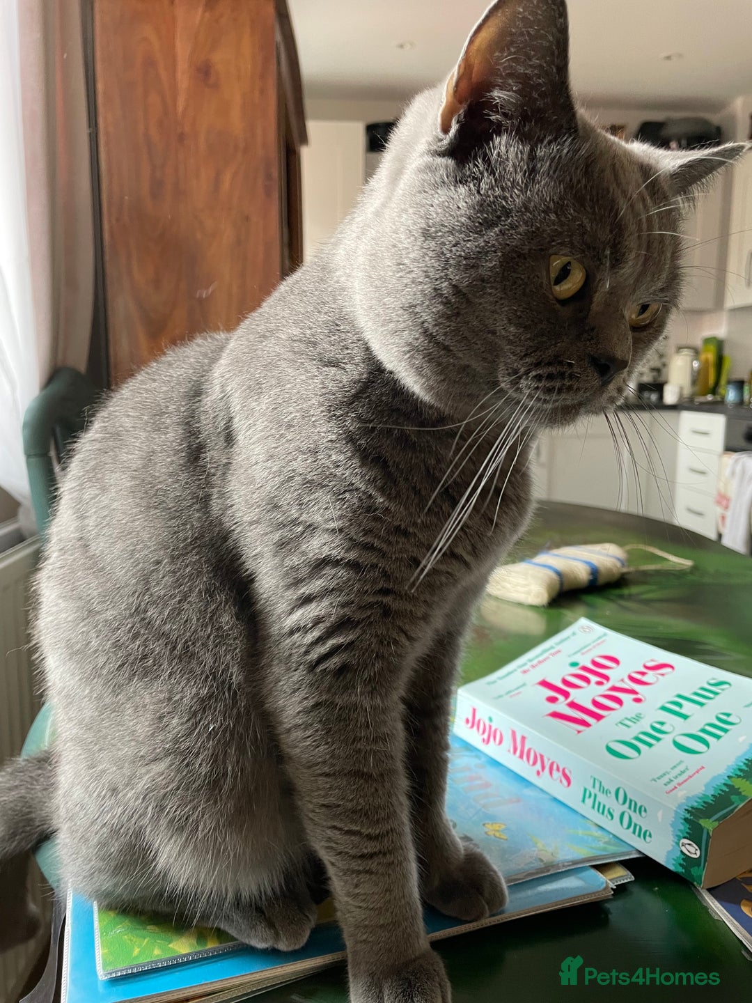 British Shorthair cats for stud: British shorthair blue cat for stud - Image 9