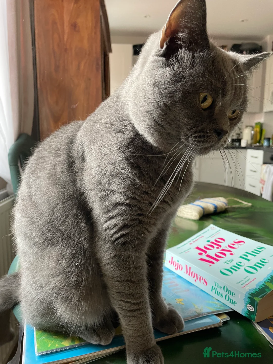 British Shorthair cats for stud: British shorthair blue cat for stud - Advert 9