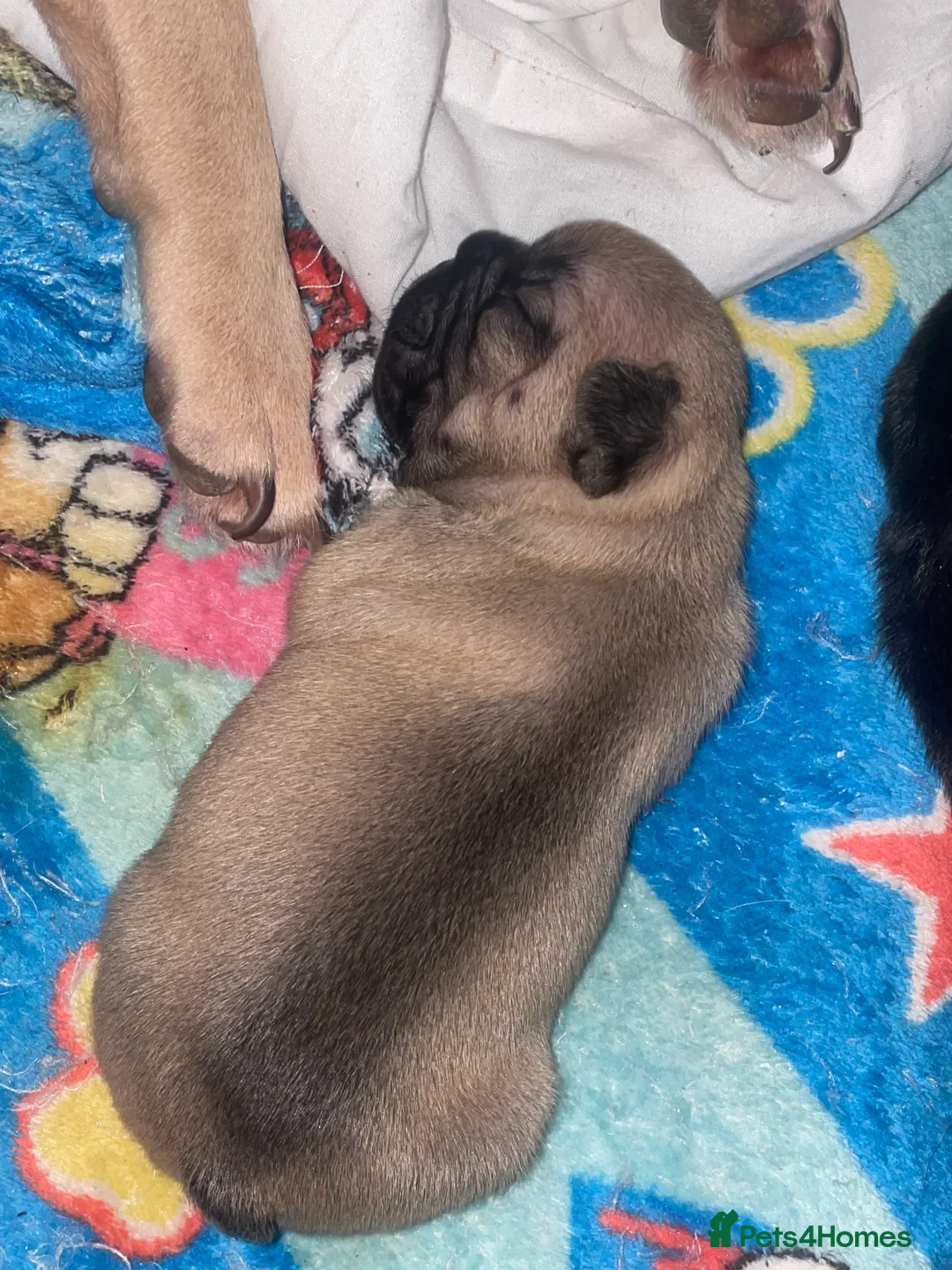 French Bulldog dogs for sale: French Bulldog Puppies - Advert 9