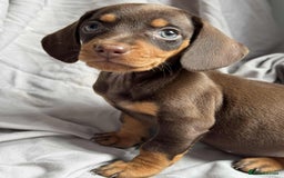 Miniature Dachshund dogs for sale: Mini dachshund puppies - Image 5