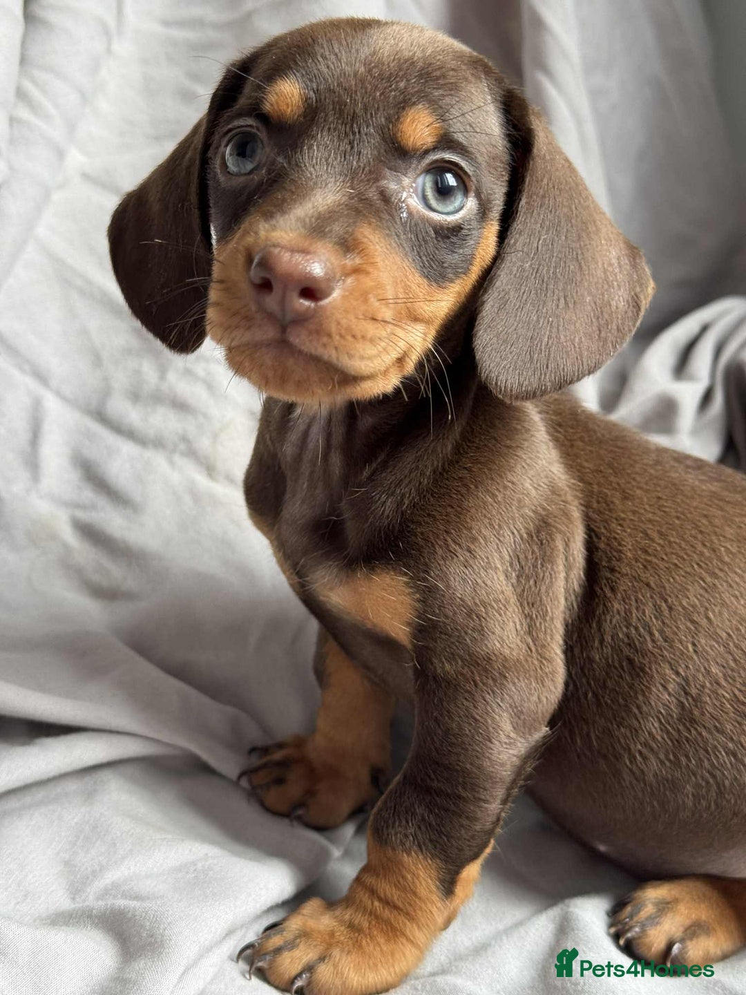 Miniature Dachshund dogs for sale: Mini dachshund puppies - Image 5