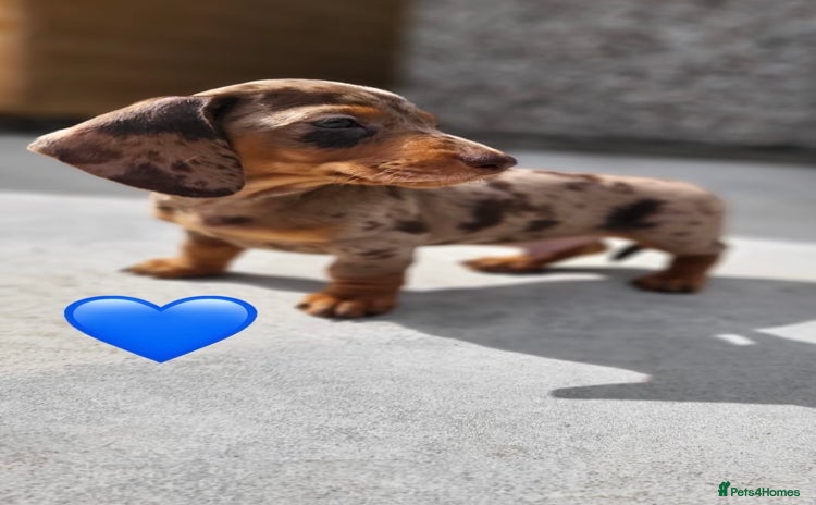 Miniature Dachshund dogs - Advert 5
