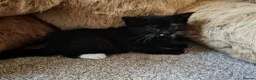 Mixed Breed cats for sale: BRITISH SHORTHAIR CROSS KITTENS *READY NOW* - Advert 8