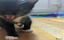 Mixed Breed cats for sale: Kitten Beau  - Image 16