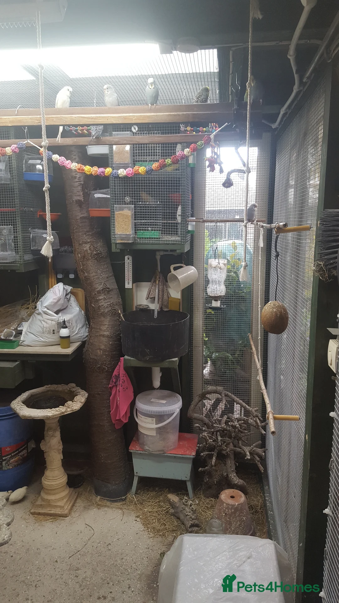 Budgerigars birds for sale: !!! YOUNG BUDGIES READY FOR REHOMING!!! - Advert 4