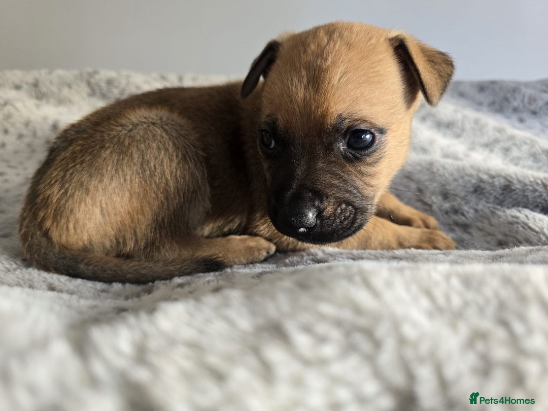 Mixed Breed dogs for sale: German Shepherd cross American bulldog puppies - Image 13