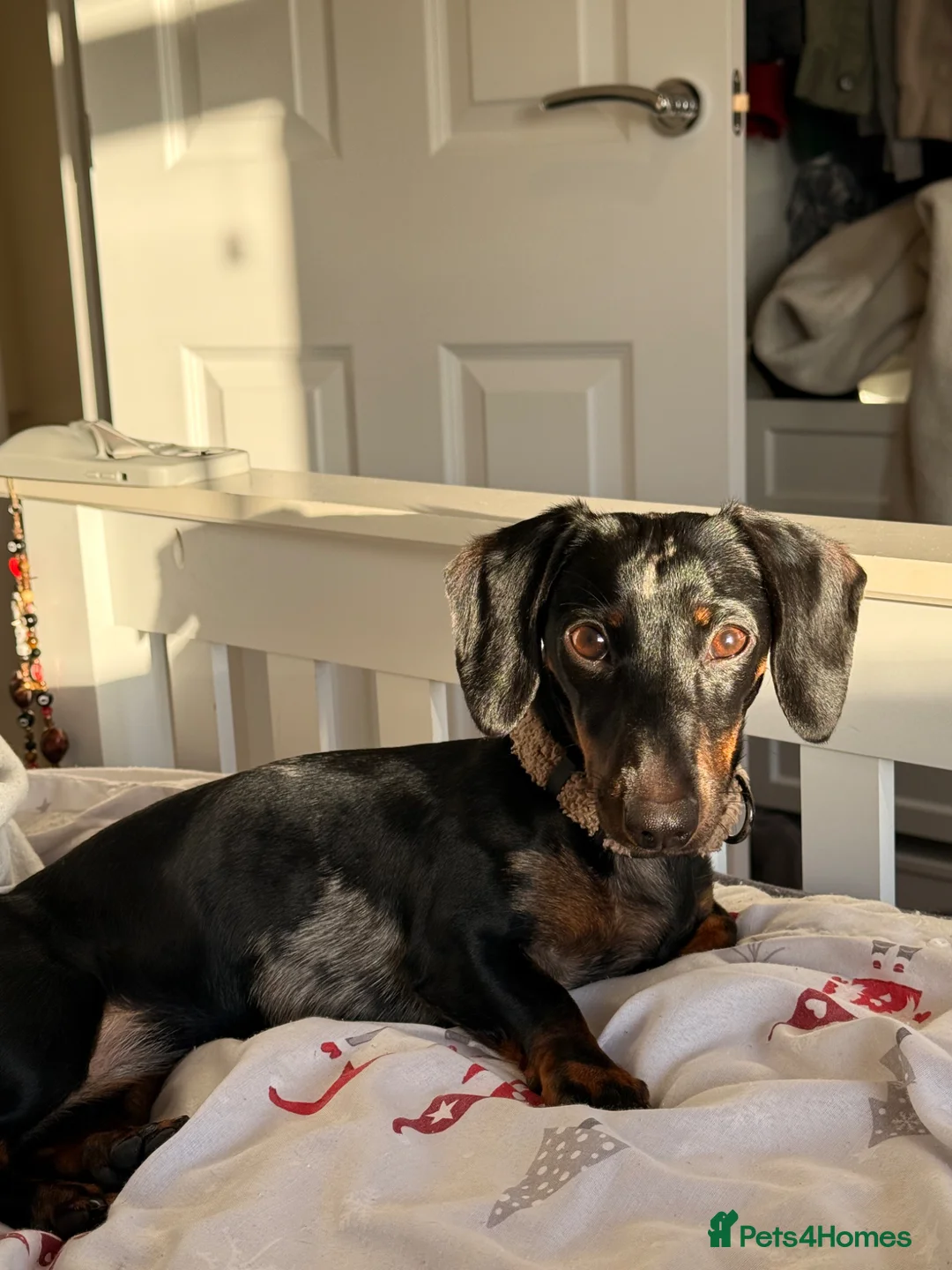 Miniature Dachshund dogs for sale: Winnie the Dachshund  - Advert 5