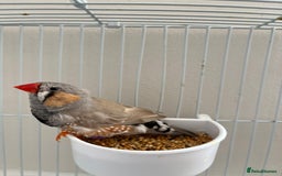 Finches birds for sale: Beautiful zebra finches for sale  - Image 2