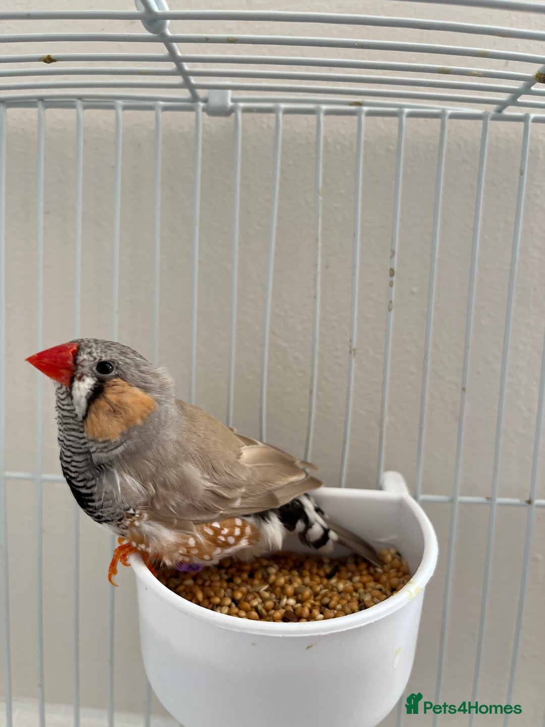 Finches birds for sale: Beautiful zebra finches for sale  - Image 2