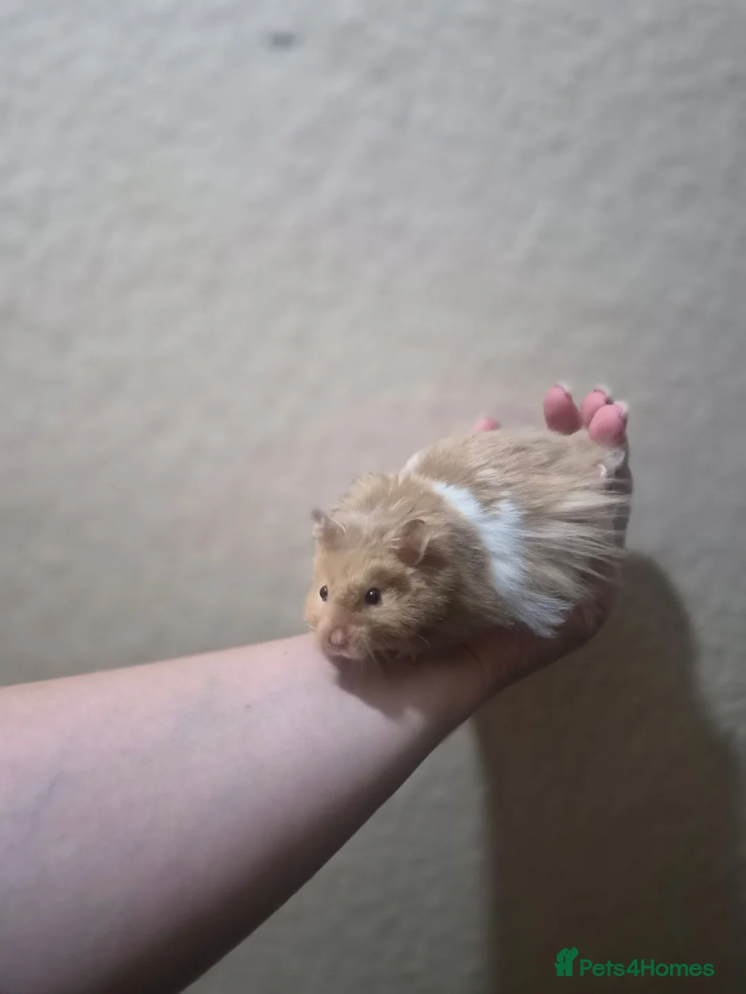 Hamster rodents for sale: 4 month old long haired male syrian hamster - Advert 9