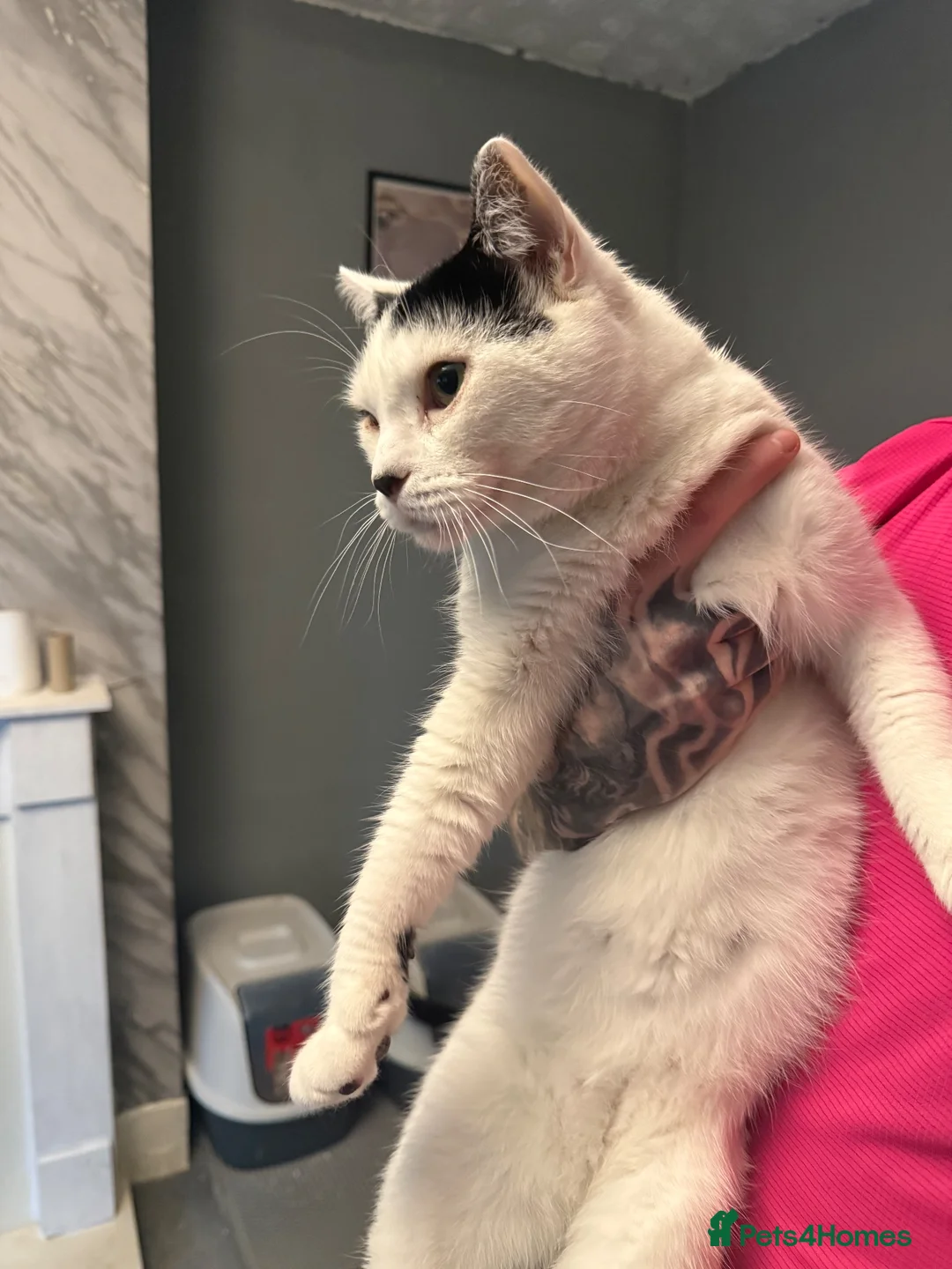Mixed Breed cats for sale:  **   in Northwich - Advert 2