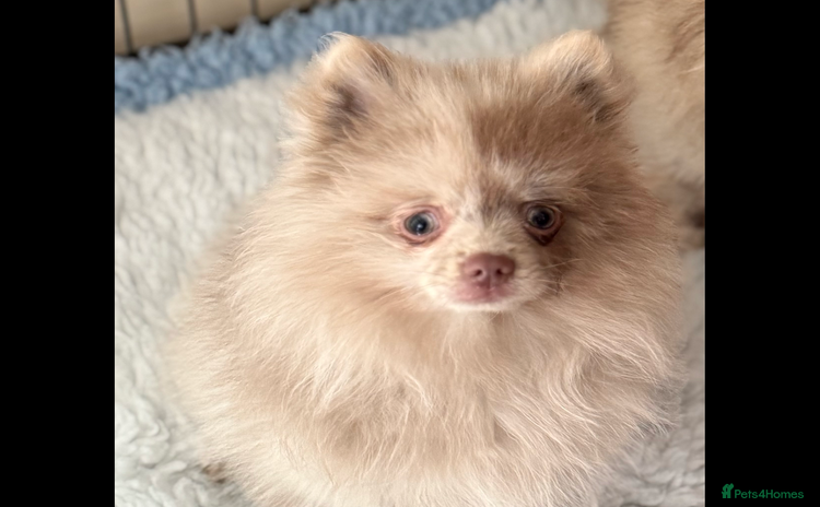 Pomeranian dogs in Ongar - Advert 1