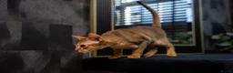 Abyssinian cats for sale: Majestic Abyssinian Boy-READY NOW-Champion Line - Advert 20
