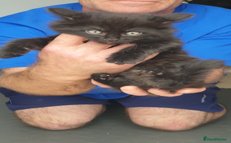 British Longhair cats - Advert 5