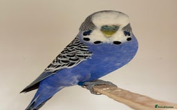 Budgerigars birds for sale: Young and Adult Budgies - Image 4