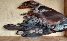 Dachshund dogs for sale: Miniature Daschund - Image 7