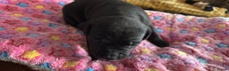 Staffordshire Bull Terrier dogs for sale: Staffordshire bull terrier  - Advert 9
