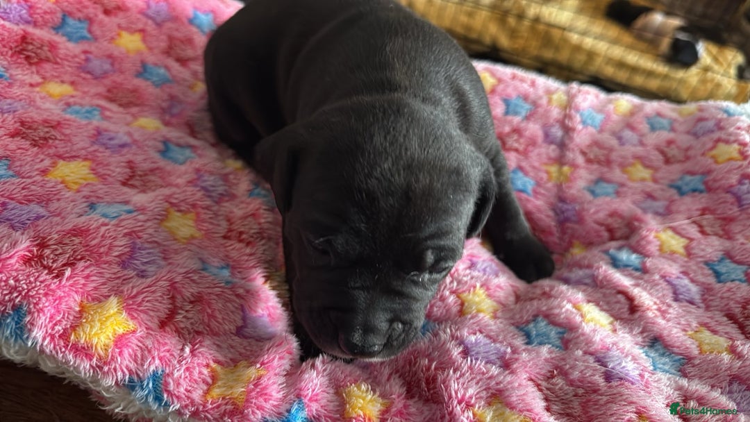 Staffordshire Bull Terrier dogs for sale: Staffordshire bull terrier  - Image 9