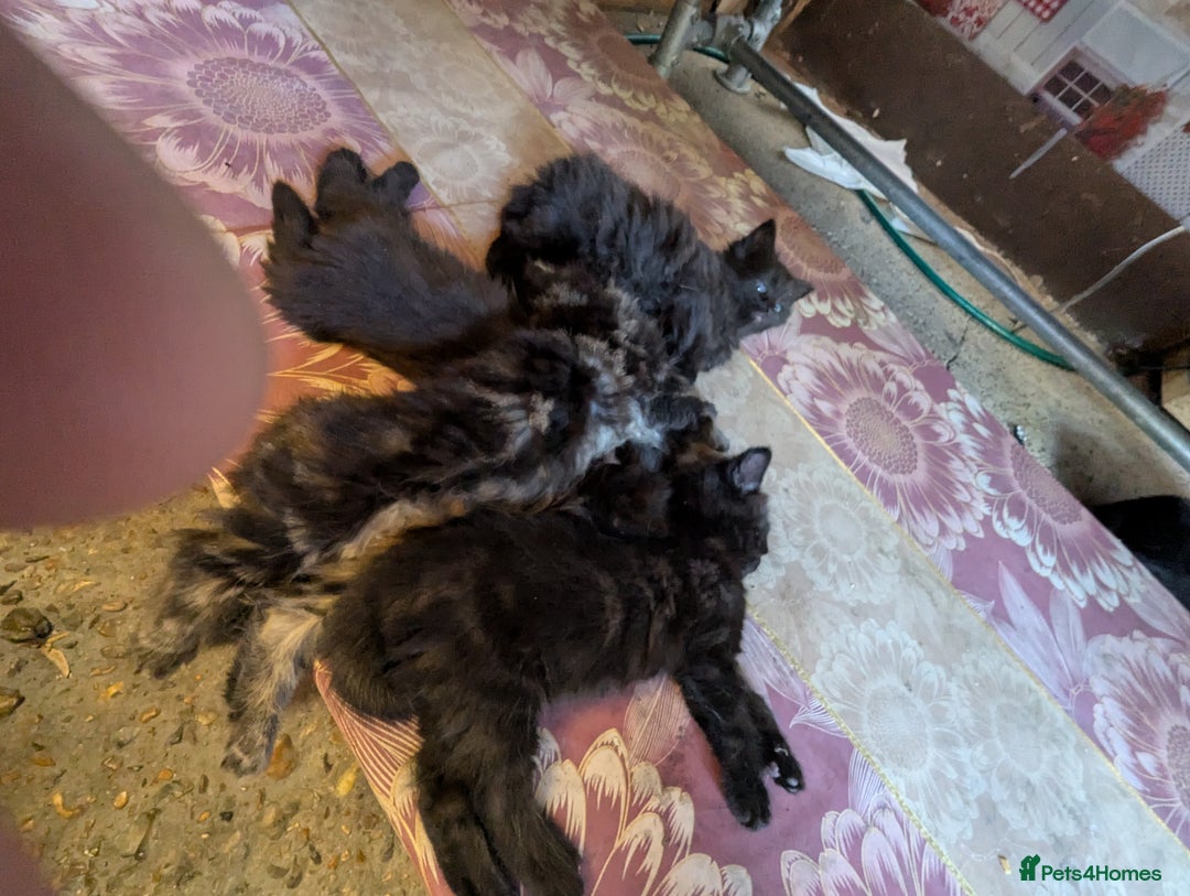 Bombay cats for sale: Different prices Bombay X long hair  - Image 14
