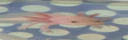 Axolotl reptiles for sale: Juvenile axolotls - Advert 10